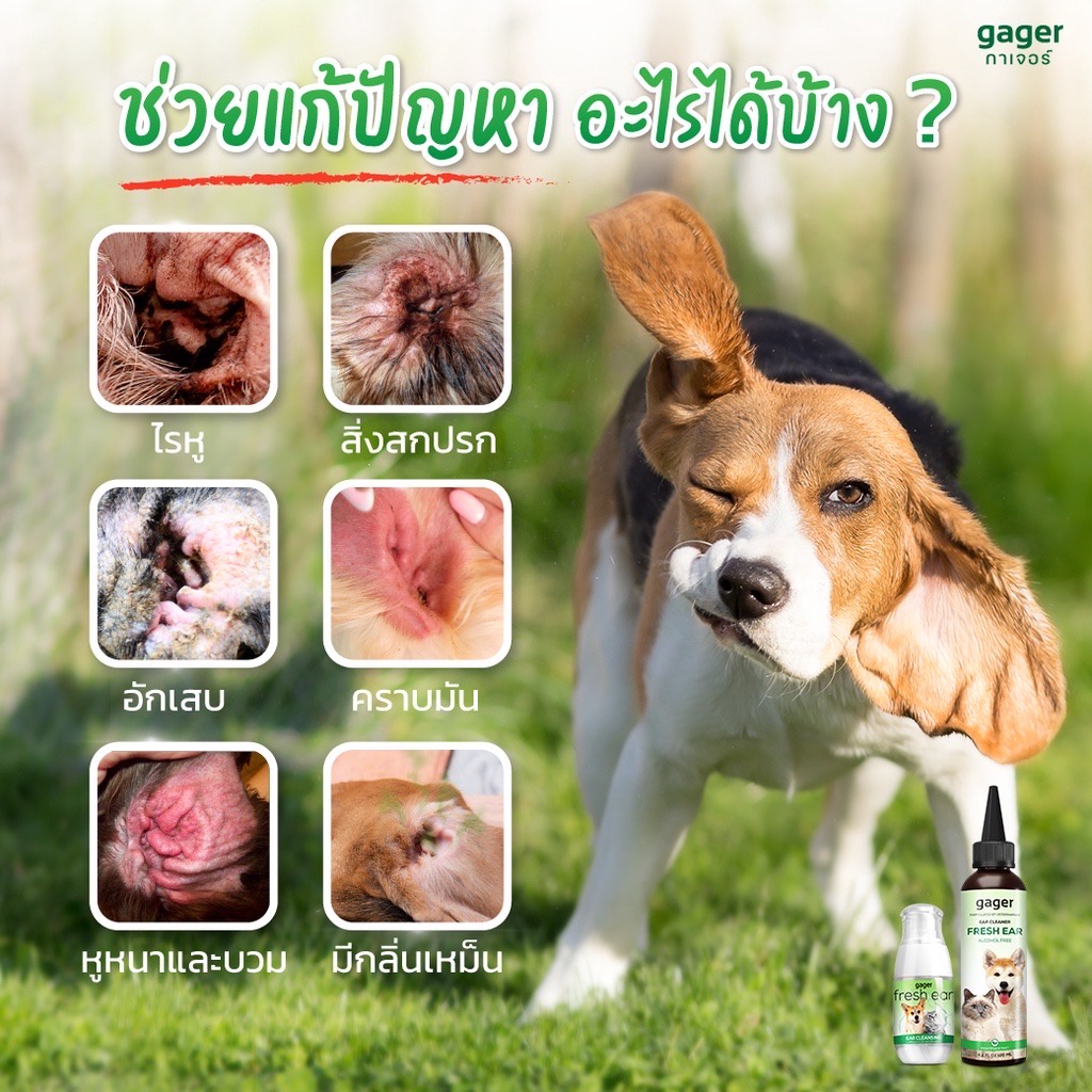 Gager น้ำยาเช็ดหูแมว/หมา โลชั่นทำความสะอาดหู สำหรับสัตว์เลี้ยง ช่วยลดกลิ่น ป้องกันไรหู 120ml. - Image 3