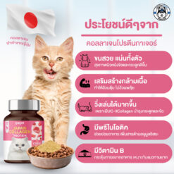 Alternative view of Gager (กาเจอร์) อาหารเสริมแมวอ้วน ผงคอลลาเจนแมว ผงโปรตีนเสริมสร้างกล้ามเนื้อทำให้อ้วนตุ๊บ
