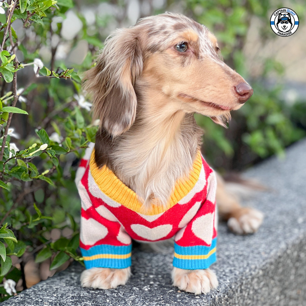 Mellow : Inlove เสื้อน้องหมาน้องแมว - Image 2