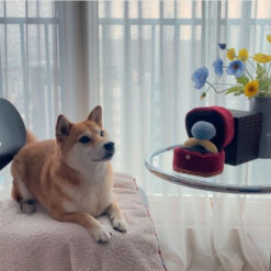 Alternative view of Mellow : Ring Box ของเล่นแหวนของน้องหมาน้องแมว